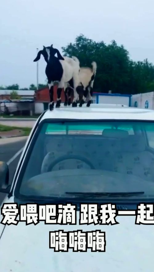  二狗子表演了一个无表情吃柠檬