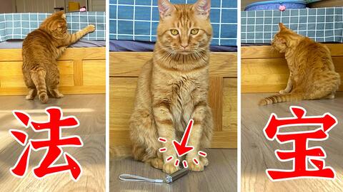  家里没有逗猫棒,突发奇想用它来逗猫,猫的表情生无可恋