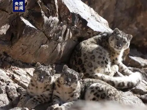 青海拍下四只雪豹同框,野生动物的数量回升,对人类有何意义 青海拍下四只雪豹同框,野生动物的数量回升,对人类有何意义