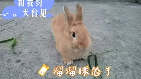 抖音小兔子表情包大白兔