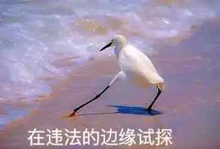 斗图表情包乌龟试探