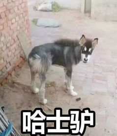  哈士奇已经成功入侵地球了......