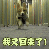  狗狗动态表情包来了,来收图,二狗都几年了你还没有骗到女朋友