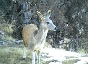 雪豹金钱豹岩羊马麝赤狐藏雪鸡兔狲狼 雪豹金钱豹岩羊马麝赤狐藏雪鸡兔狲狼