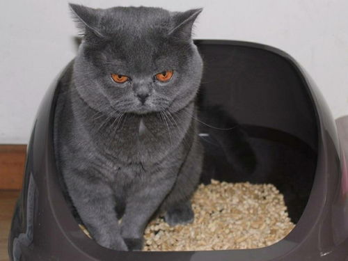 一脸忧郁的猫表情包猫砂