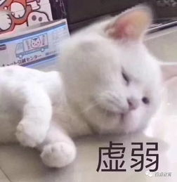  收银员问你cashback你回答asmuchaspossible