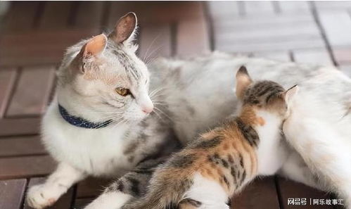  母猫将幼崽叼给你,不是因为信任你,而是这些原因