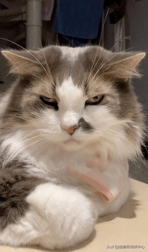  猫咪去宠物医院生无可恋,主人12年都没见过这表情...