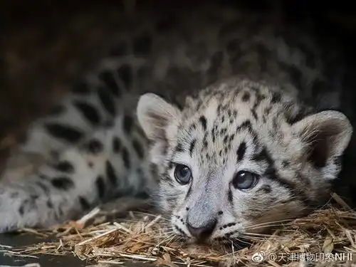 好可爱,西宁野生动物园去年出生一只雪豹,怕夭折一年之后才公布 好可爱,西宁野生动物园去年出生一只雪豹,怕夭折一年之后才公布