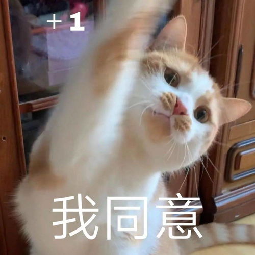  热门沙雕表情包
