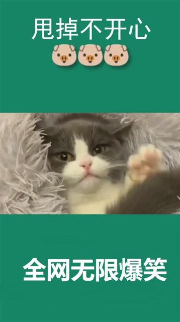  这只猫咪真的是太萌了,竟用尾巴和主人捉起了迷藏,小表情真的是太可爱了