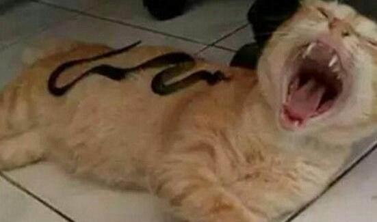  铲屎官拿玩具蛇捉弄猫猫,结果猫的表情亮了