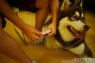 哈皮狗表情包爱犬