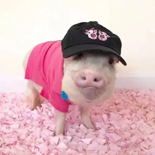 各种类型的闺蜜头像 各种类型的闺蜜头像