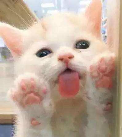  我们都有恋足癖猫咪肉垫里的小秘密