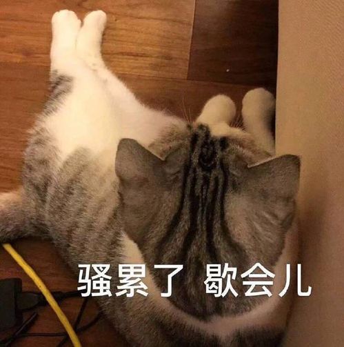 发工资的表情包我的猫