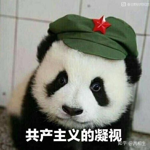  小白菜小青菜