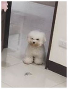  撞见小主人独宠喵皇,狗狗站门口表情崩溃原来我不是你的唯一