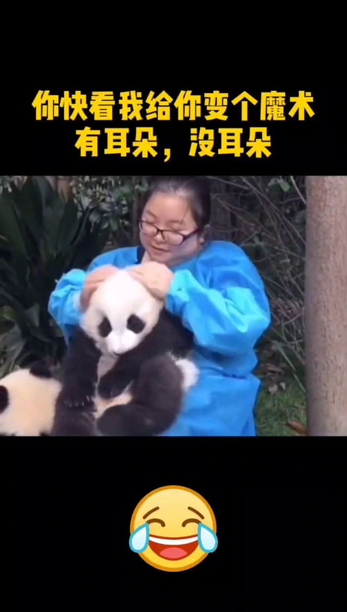  奶妈帮熊猫按摩,熊猫表情真可爱