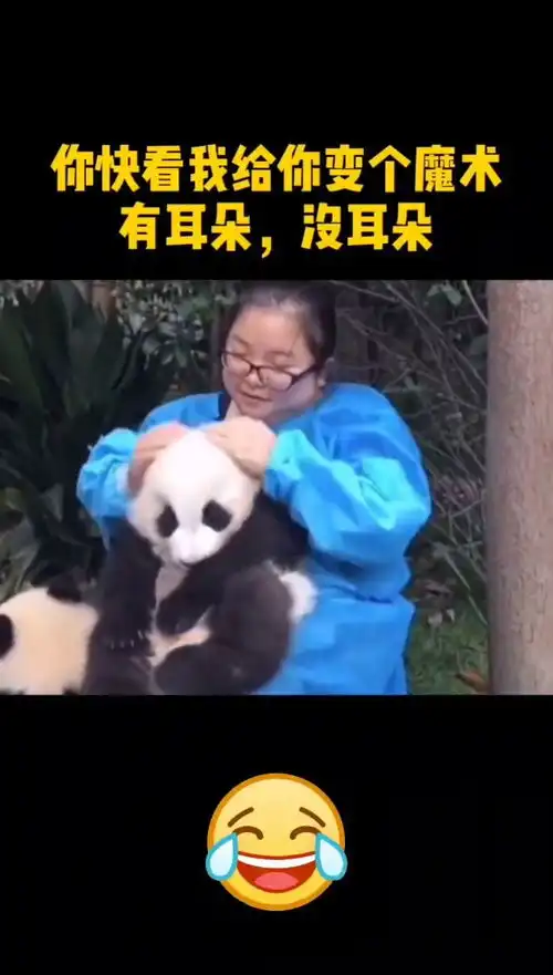 奶妈帮熊猫按摩,熊猫表情真可爱 奶妈帮熊猫按摩,熊猫表情真可爱