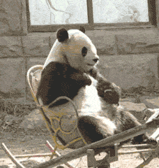 熊猫摇摇椅gif表情包熊
