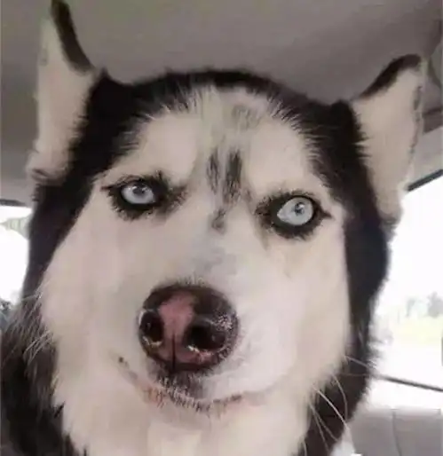 张若昀哈士奇表情包酷我