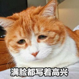  求问这只一脸悲伤的表情包的猫的名字