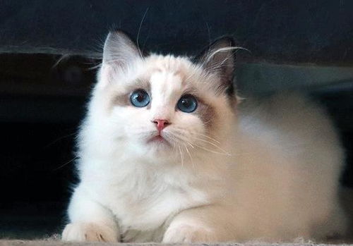  布偶猫一次生了19只,每次喂奶都是这个表情这都是我的孩子