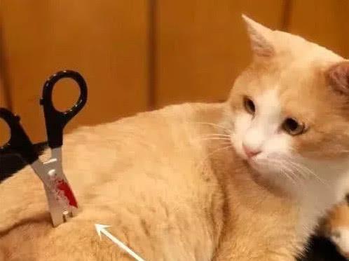  猫咪背上插入一把剪刀,主人急忙跑去查看,看清楚后却气愤不已