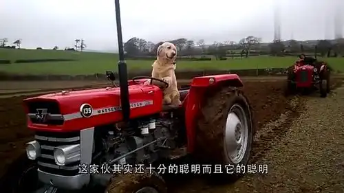 哽咽表情包gif狗