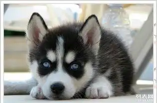 别点我名表情包哈士奇