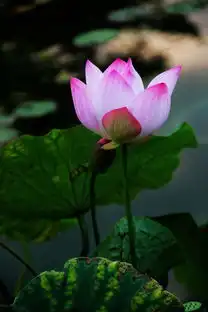 笑对人生表情包莲花