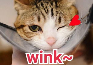 wink表情包小男孩熊猫