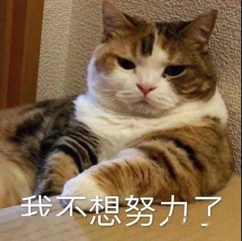  沙雕猫猫表情包