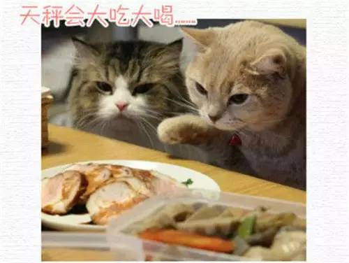  12星座喵星人失恋时失恋卖萌哪家强