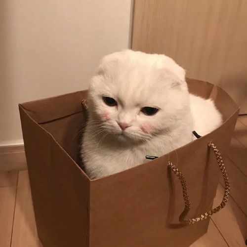  每日头像