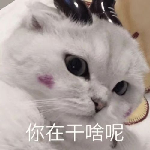  搞笑表情包,来自小猫咪的问候