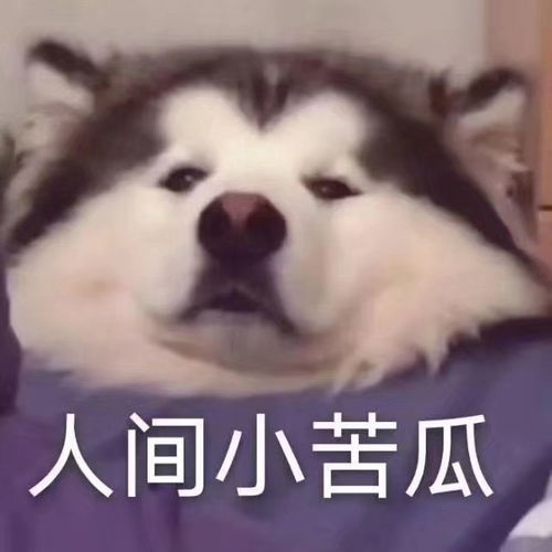  表情包l憨厚