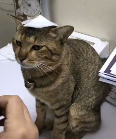  猫咪到处乱跑撞伤脑袋,包扎后还一脸不满意,表情吓得主人手抖