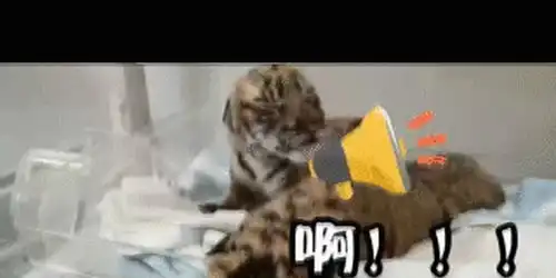 华南虎双胞胎幼崽慢慢长成表情包 华南虎双胞胎幼崽慢慢长成表情包