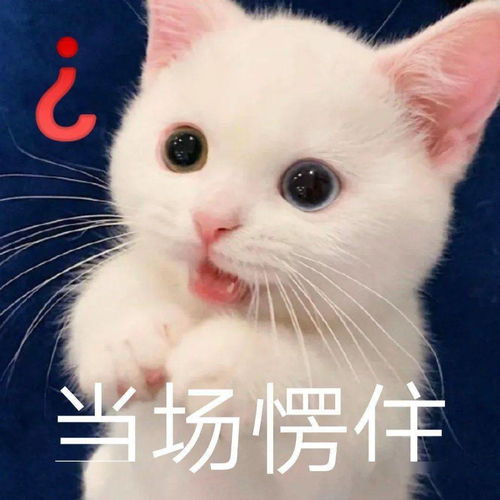  网红猫咪小奶猫蛋崽表情包二