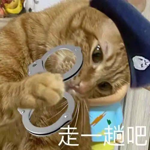  养猫提示牙签别乱放,小心猫被扎到