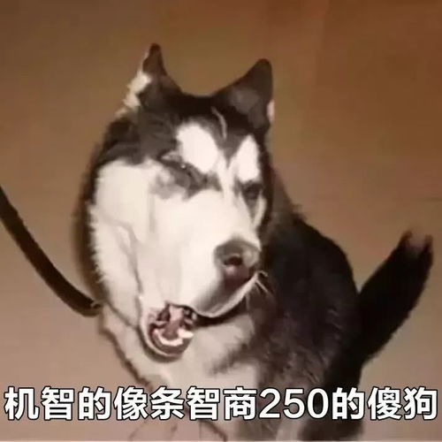 二哈用手指人表情包神一