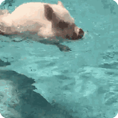 咆哮表情包gif图片不分