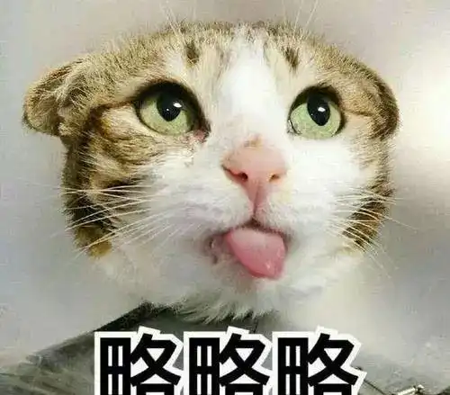 没想到有生之年,能成为拍猫达人 没想到有生之年,能成为拍猫达人