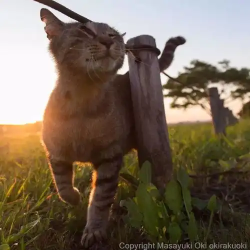 猫事打滚撒娇伸懒腰,这个摄影师拍街猫每张都能做成表情包 猫事打滚撒娇伸懒腰,这个摄影师拍街猫每张都能做成表情包