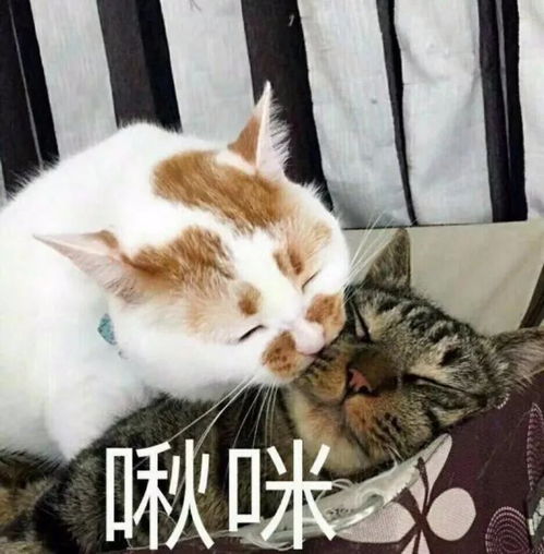  呕吐不是病,吐多了要猫命