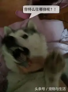 哈士奇麻咱家没钱了吗有钱你特么给劳资吃这个 哈士奇麻咱家没钱了吗有钱你特么给劳资吃这个