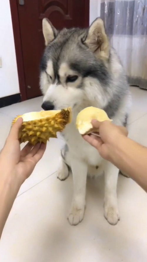 主人给狗子们吃榴莲皮,二哈果然是二哈,结局笑死