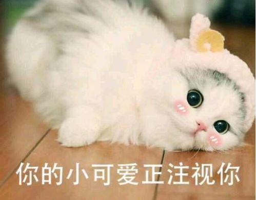  你了解过日本的盂兰盆节吗